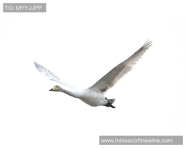 飞翔的足球梦鸟类比喻下的足球明星风采与魅力